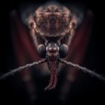 hematophagy