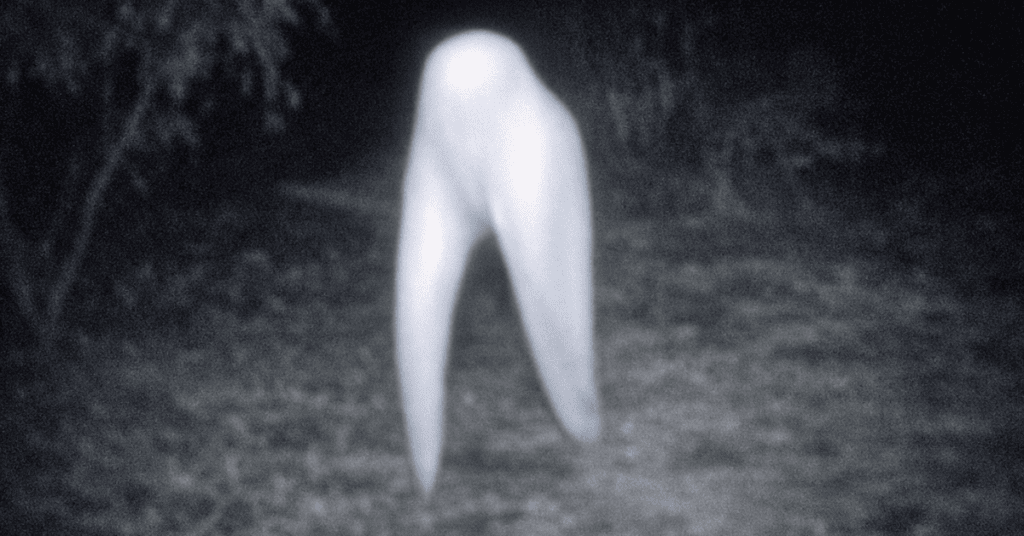 is this the Fresno nightcrawler