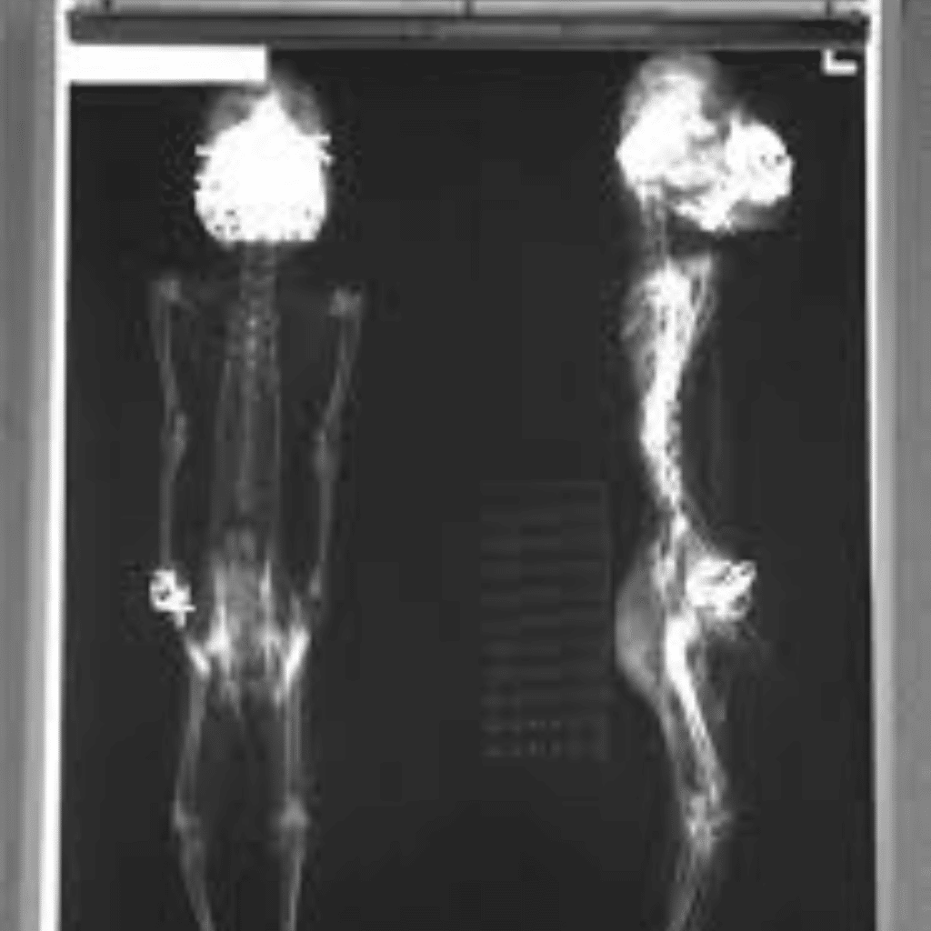 Jenglot xrays show it has a skeletal form